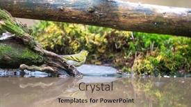  Presentation with forest - Slide set consisting of european-greenfinch-near-water background and a  colored foreground