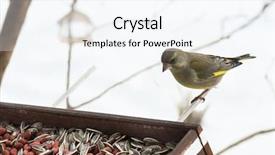  Presentation with birds - Theme with european greenfinch on a feeder background and a  colored foreground