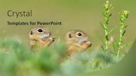  Presentation with juvenile - Beautiful PPT layouts featuring european-ground-squirrel-in-natural backdrop and a yellow colored foreground