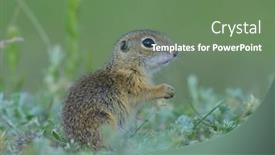  Presentation with juvenile - Slide deck with european-ground-squirrel-in-natural background and a ocean colored foreground