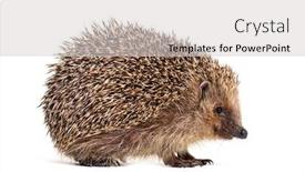  Presentation with west - Presentation theme featuring european hedgehog erinaceus europaeus also known as the west european hedgehog or common hedgehog in front of white background background and a light gray colored foreground