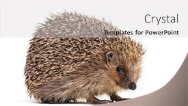  Presentation with west - Audience pleasing presentation theme consisting of european hedgehog erinaceus europaeus also known as the west european hedgehog or common hedgehog in front of white background backdrop and a light gray colored foreground