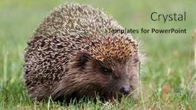  Presentation with bulgaria in european union - Beautiful slides featuring european-hedgehog-erinaceus-europaeus backdrop and a mint green colored foreground