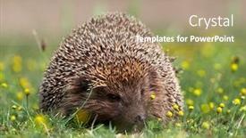  Presentation with european unit - Theme with european-hedgehog-erinaceus-europaeus background and a coral colored foreground