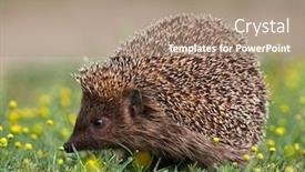  Presentation with european union flage animation - Beautiful theme featuring european-hedgehog-erinaceus-europaeus backdrop and a coral colored foreground