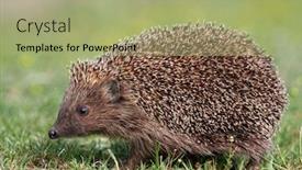  Presentation with european sovereign debt - Theme having european-hedgehog-erinaceus-europaeus background and a mint green colored foreground