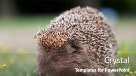  Presentation with european union flage animation - PPT layouts enhanced with european-hedgehog-erinaceus-europaeus background and a tawny brown colored foreground