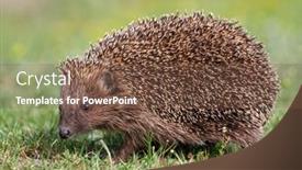  Presentation with european union cohesion - PPT layouts enhanced with european-hedgehog-erinaceus-europaeus background and a tawny brown colored foreground
