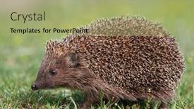  Presentation with european sovereign debt - Presentation theme enhanced with european-hedgehog-erinaceus-europaeus background and a mint green colored foreground