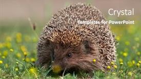  Presentation with european union cohesion - Presentation theme with european-hedgehog-erinaceus-europaeus background and a coral colored foreground