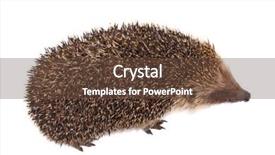  Presentation with history earth globe isolated white - Colorful presentation theme enhanced with european-hedgehog-isolated-on-white backdrop and a tawny brown colored foreground