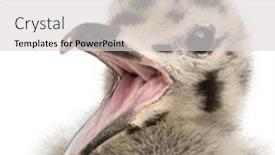 Presentation with chick - Slide deck featuring european-herring-gull-chick-calling background and a light gray colored foreground