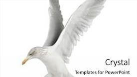  Presentation with european unit - Slides featuring argentatus 4 years old flying background and a white colored foreground