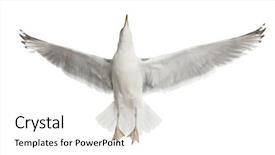  Presentation with european union cohesion - Colorful slide deck enhanced with european-herring-gull-larus-argentatus and a white colored foreground