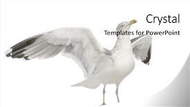  Presentation with old - Slides with european-herring-gull-larus-argentatus background and a white colored foreground
