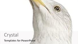  Presentation with old crumpled paper violence against women - Audience pleasing PPT layouts consisting of european herring gull larus argentatus 4 years old against white background backdrop and a lemonade colored foreground