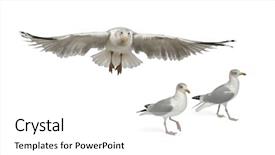 Presentation with old crumpled paper violence against women - Cool new slides with european herring gulls larus argentatus 4 years old walking against white background backdrop and a white colored foreground
