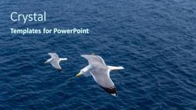  Presentation with flying - PPT theme enhanced with european-herring-gulls-seagulls-larus background and a  colored foreground