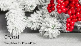  Presentation with holly - Presentation design consisting of european holly and fir-tree background and a light gray colored foreground