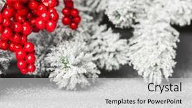  Presentation with holly - Presentation design featuring european holly and fir-tree background and a light gray colored foreground