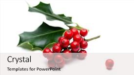 Presentation with holly - Audience pleasing PPT layouts consisting of european holly ilex aquifolium leaves backdrop and a light gray colored foreground