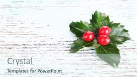  Presentation with holly - Audience pleasing presentation consisting of european-holly-ilex-aquifolium backdrop and a sky blue colored foreground