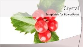  Presentation with holly - Cool new slide set with european-holly-ilex-aquifolium backdrop and a white colored foreground