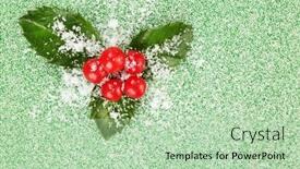  Presentation with holly - Cool new slides with european-holly-ilex-aquifolium backdrop and a mint green colored foreground