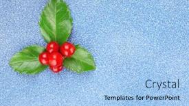  Presentation with holly - Theme having european-holly-ilex-aquifolium background and a light blue colored foreground
