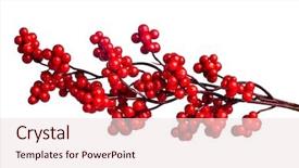  Presentation with holly - Beautiful presentation featuring european holly isolated on white backdrop and a sky blue colored foreground