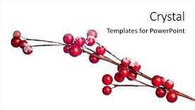  Presentation with holly - Audience pleasing PPT theme consisting of european holly isolated on white backdrop and a white colored foreground