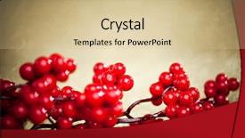  Presentation with holly - Colorful slide deck enhanced with european holly on golden background shallow dof backdrop and a soft green colored foreground