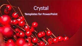  Presentation with holly - Presentation theme enhanced with european holly on red background shallow dof background and a wine colored foreground