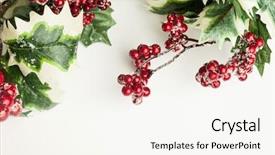 Presentation with holly - Beautiful presentation featuring european holly on white background backdrop and a  colored foreground