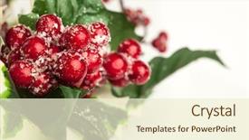  Presentation with holly - Colorful PPT theme enhanced with european holly on white background backdrop and a cream colored foreground