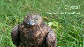  Presentation with honey - Presentation design consisting of european-honey-buzzard-pernis-apivorus background and a tawny brown colored foreground