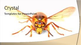  Presentation with hornet - PPT theme consisting of european hornet vespa crabro background and a white colored foreground