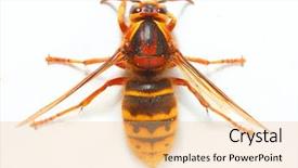  Presentation with hornet - Amazing presentation theme having european hornet vespa crabro backdrop and a coral colored foreground