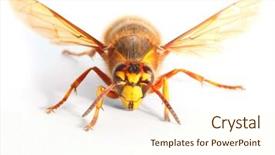  Presentation with hornet - Beautiful presentation design featuring european hornet vespa crabro backdrop and a cream colored foreground