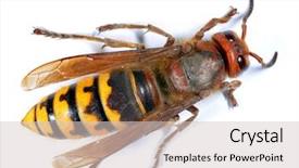  Presentation with hornet - Amazing PPT layouts having european hornet vespa crabro backdrop and a lemonade colored foreground