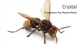  Presentation with hornet - Colorful PPT theme enhanced with european hornet vespa crabro backdrop and a  colored foreground