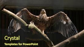  Presentation with winery eastern washington - Presentation theme having european imperalism - eastern imperial eagle aquila heliaca background and a  colored foreground