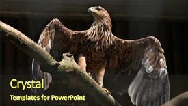  Presentation with eagle - Audience pleasing presentation theme consisting of european imperalism - eastern imperial eagle aquila heliaca backdrop and a wine colored foreground