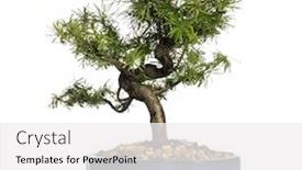  Presentation with bonsai - Cool new slide deck with european-larch-bonsai-tree-larix backdrop and a white colored foreground