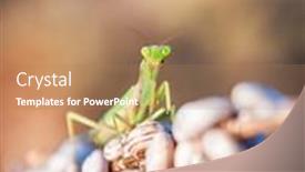  Presentation with insect - Slide set having european-mantis-religiosa-or-praying background and a coral colored foreground