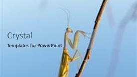  Presentation with insect - Presentation theme featuring european-mantis-religiosa-or-praying background and a light blue colored foreground