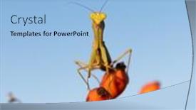  Presentation with insect - PPT theme featuring european-mantis-religiosa-or-praying background and a light blue colored foreground