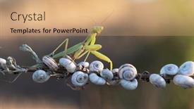  Presentation with insect - Colorful presentation theme enhanced with european-mantis-religiosa-or-praying backdrop and a coral colored foreground