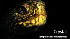  Presentation with marsh - Audience pleasing presentation theme consisting of european marsh turtle emys orbicularis backdrop and a black colored foreground