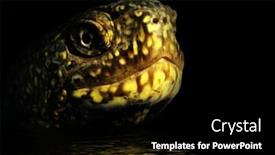  Presentation with marsh - Slides consisting of european-marsh-turtle-emys-orbicularis background and a black colored foreground